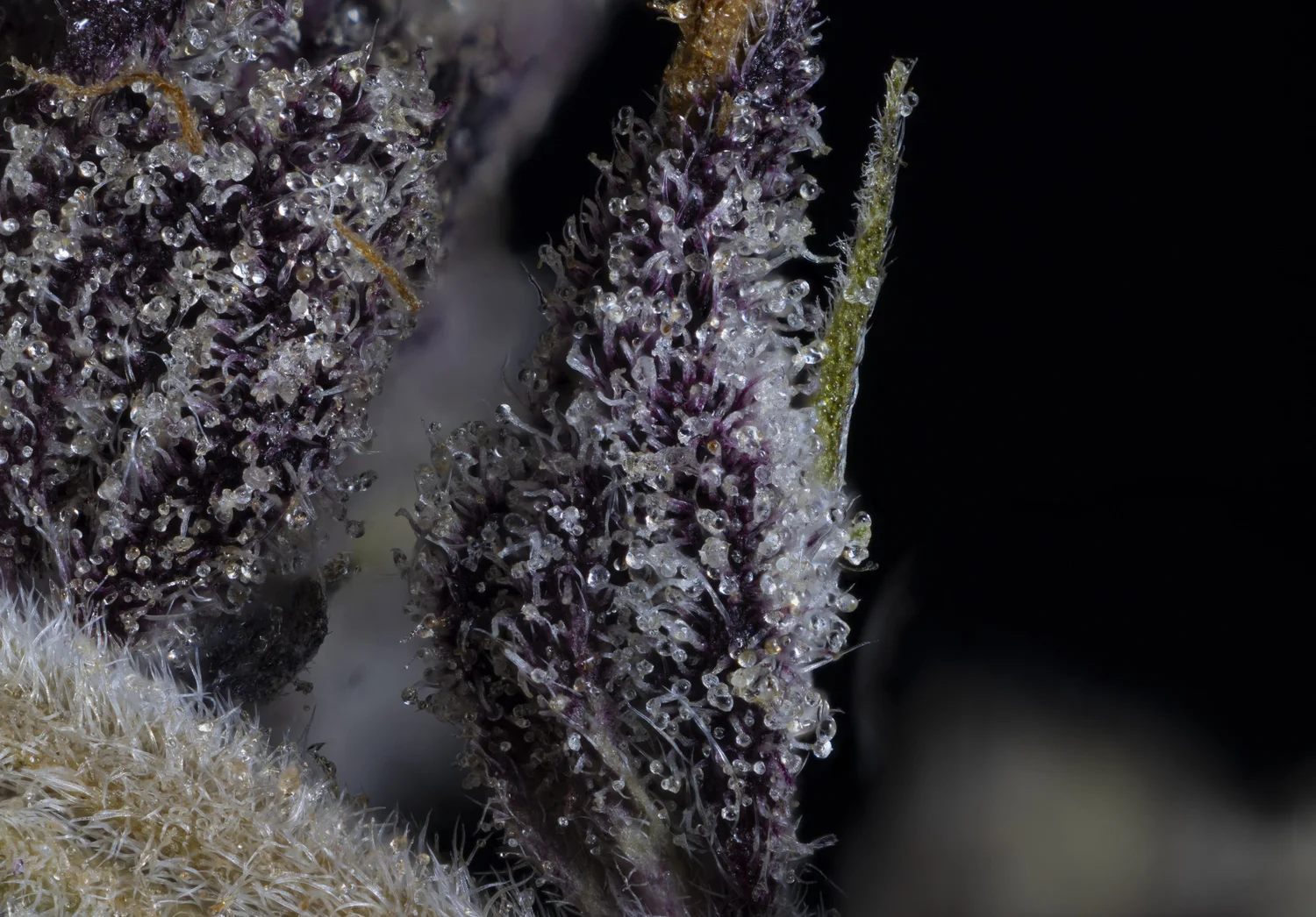purp